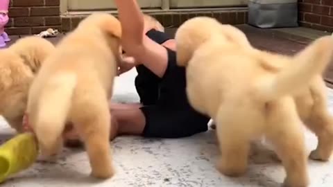 Funny animal videos|Cute animal videos |Funny dog&cat videos|Hilarious baby, pet videos|funny video