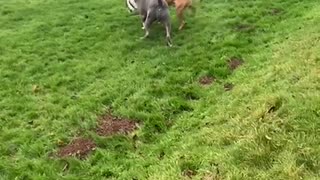 American bully XL fighting