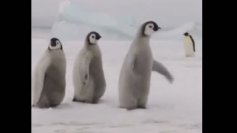 Cute penguins 🐧