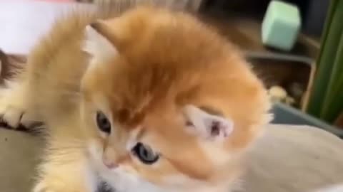 Cute kitten video😍💕 #cute #kittens #cat#cats