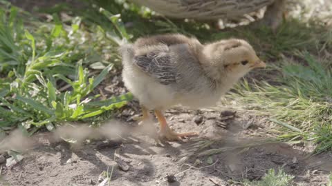 Little Chick Exploring The Grass And Looking For Food | 4k Video