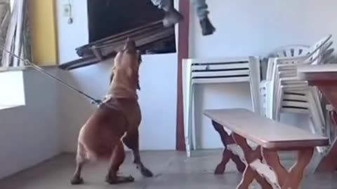BoerBoel Dog Attack on man