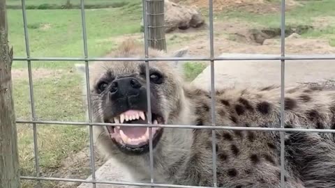 Scarlet the hyena makes a weird noise Discovery Animal
