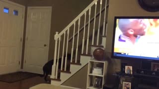 Dog really hates popular sports show