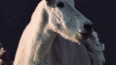 Mountain sunsets with Mountain Goats…