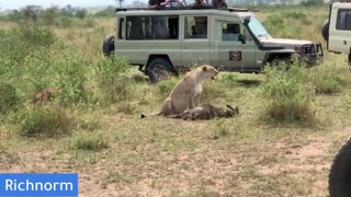 Amazing Lions hunt Wildebeest in Serengeti Safari!