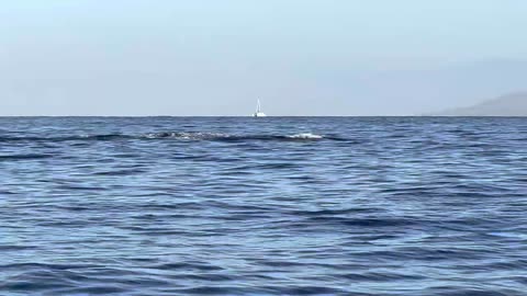 Maui Humpback Whales - 5 males aggressively pursue female who beckons with her pectoral fin