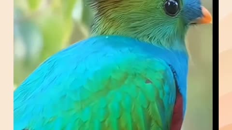 Nature I Beautiful Bird I Colorful I Amazing