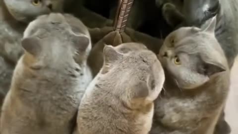 Fat Cat Vs Mirror
