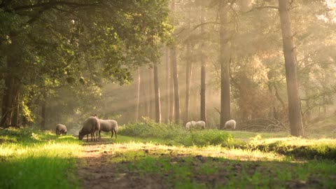 Sheep Grazing In the Woods (Relaxing Nature)