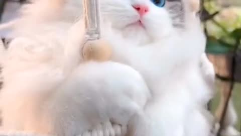 Cute & funny cats clips