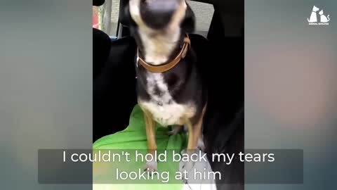 The tearful story about cancer dog is looking for happiness and the ending is speechless