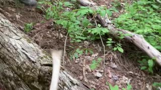 My 3 year old finds his first Morel Mushroom