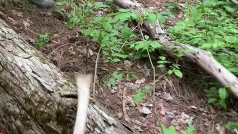 My 3 year old finds his first Morel Mushroom