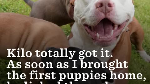 Woman And Shelter Dog Rescue Each Other | The Dodo