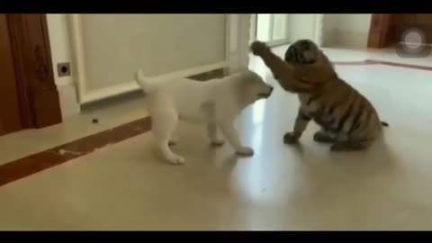 Dog vs Tiger