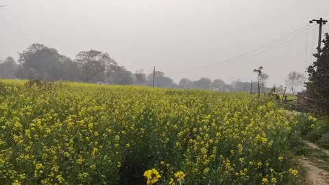 Beautiful Mustard Crop Field in My Village