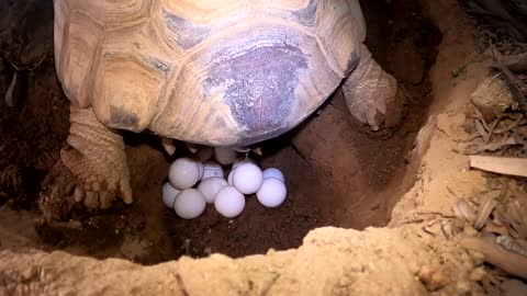 Tortoise Laying Eggs-18