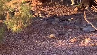 Family of quail running among the rocks.