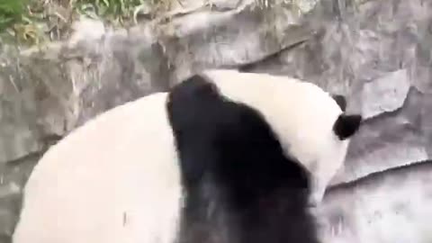 Rolling Rolling Panda