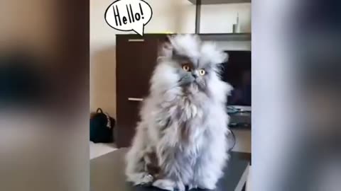 FUNNY ANIMALS VIDEO 2023 -FUNNIEST CATS and DOGS VIDEOS - TRY NOT TO LAUGH CHALLENGE
