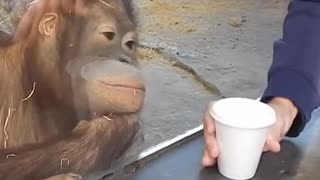 This Monkey Couldn't Believe Its Eyes