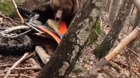 Grizzly Bear goes after fallen Dirtbiker!