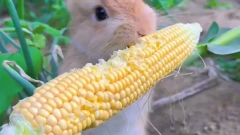 Beautiful rabbit 🐰 eating the popcorn 🍿