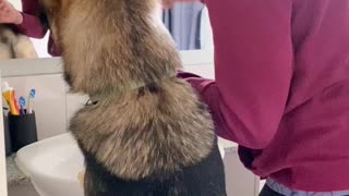 German Shepherd gets ready for the day