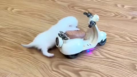 Cat enjoying scooter ride