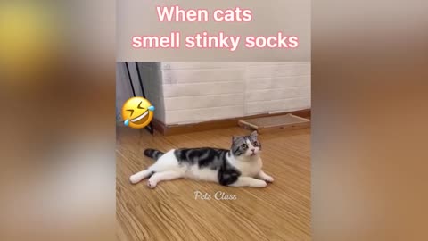Funny Dogs and Cats videos