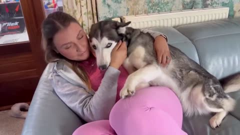 Adorable Concerned Huskies Reaction To Kieghley Being Hurt!😭💖 [ALL 3 HUSKIES REACTION!!]