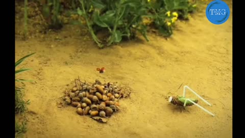 Grasshopper having fun funny video