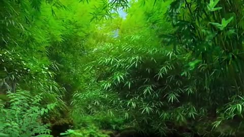The bamboo forest is quiet