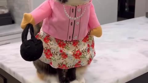 -Just funny cat saying what the hell after being dressed.