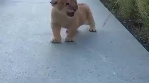 The roar of a young lion