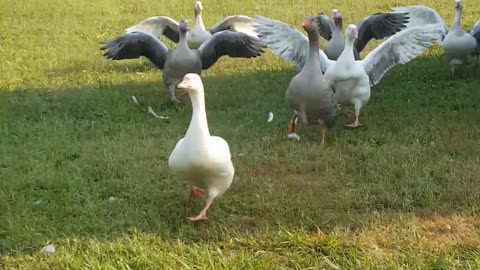 Happy geese run for hugs upon owner's return