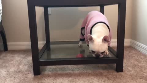Determined French Bulldog can't reach ball under glass table