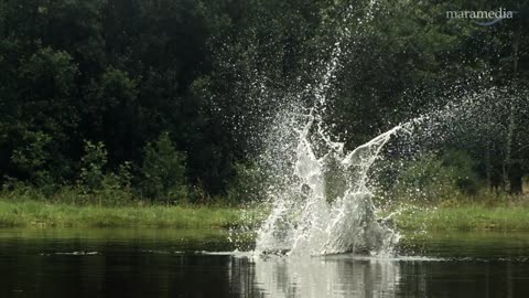 An osprey fishing in spectacular super slow motion