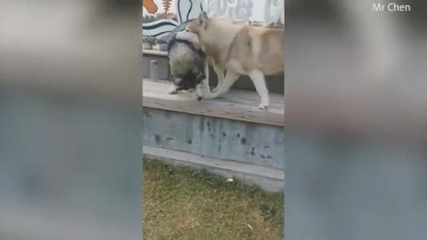 Dog brothers Blind husky gathers the courage to jump down a bench with the help of his sibling