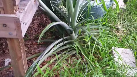 Front Garden Update - Awesome Pineapples!7-14