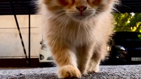 Funny close up of an orange tabby kitten...!!!