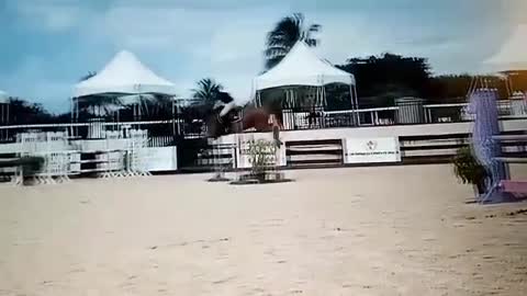 Horses at the horse show