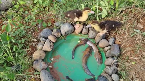 Angkut Bebek, Angsa, Ayam Warna Warni,. Mrizhanwaqas143