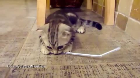 best fanny cat videos in the world