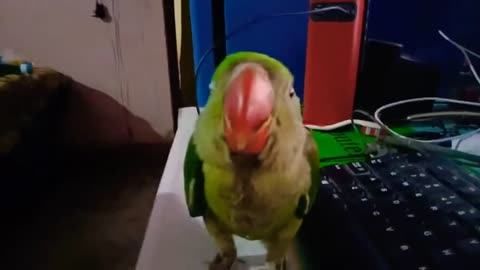 Baby Parrots Talking