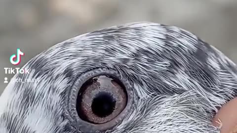 Hazara Pigeon