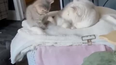 Funny Cat and dog