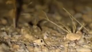 AUSTRALIEN BARKING GECKO