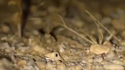 AUSTRALIEN BARKING GECKO